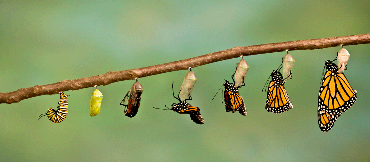 a photo of a catepillar in the difference stages of forming a chrysalis and then eventually hatching as a butterfly